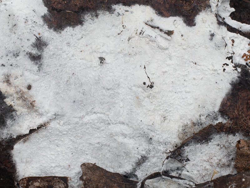 Sistotrema sernanderi Sistotrema sernanderi